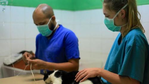 Free of charge: Veterinary Doctor