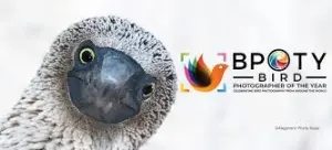 Bird and Nature Photography Competition with a £3,000 Prize