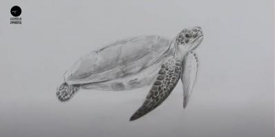 How to Learn Turtle Sketch